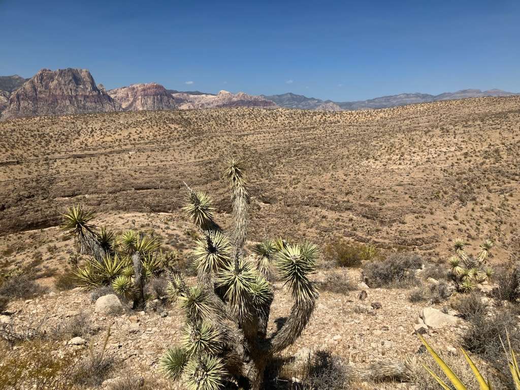 Red Rock Canyon from Blue Diamond Hill